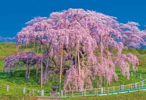 日本製 made in japan ジグソーパズル 爛漫と咲く三春瀧櫻（福島） 03-949