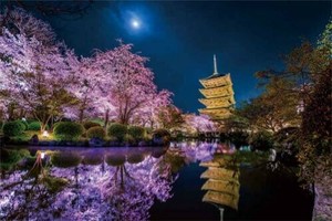日本製 made in japan ジグソーパズル 月夜に咲く（京都） 10-1299