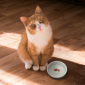 猫用碗 Entrex