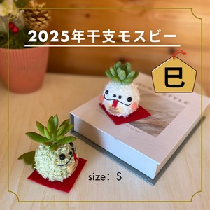 多肉植物　モスビー　プレゼント　癒し　正月　ギフト　巳