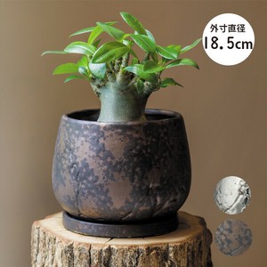 【インテリア鉢／陶器鉢／皿付】BOEX グリント 18.5cm