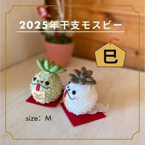 多肉植物　モスビー　プレゼント　癒し　正月　ギフト　巳