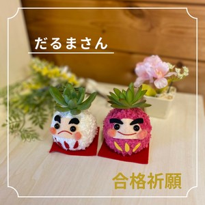 多肉植物　モスビー　プレゼント　癒し　正月　ギフト　だるま　合格祈願