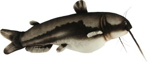 【HANSA製品】ナマズ 37　動物　ぬいぐるみ　リアル　アニマル