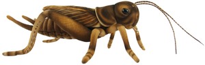 【HANSA製品】コオロギ 27　動物　ぬいぐるみ　リアル　アニマル