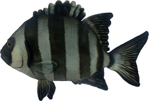 【HANSA製品】イシダイ 34　動物　ぬいぐるみ　リアル　アニマル