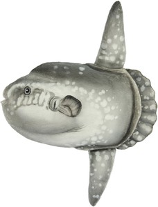 【HANSA製品】マンボウ 52　動物　ぬいぐるみ　リアル　アニマル