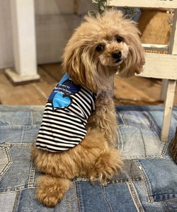 FUNFUNハートTK（犬服）