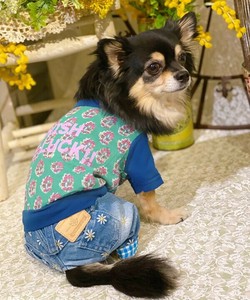 Ndaisy刺繍PT（犬服）