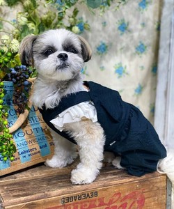 エアリーサロペットPT（犬服）
