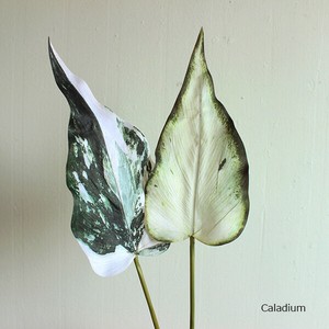 カラジューム　44479
