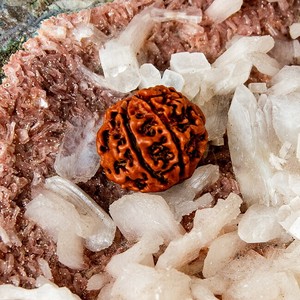 【6面】ルドラクシャ 2x1.5cm程度
