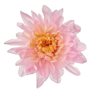 【プリザーブドフラワー】【2025年新商品】ことね菊　6ﾘﾝ ﾋﾟﾝｸｵﾚﾝｼﾞ