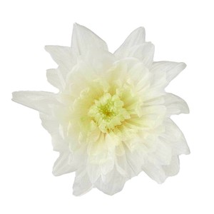 【プリザーブドフラワー】【2025年新商品】ことね菊　6ﾘﾝ ﾎﾜｲﾄｸﾞﾘｰﾝ