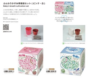 ふんわりかすみ草 栽培セット
