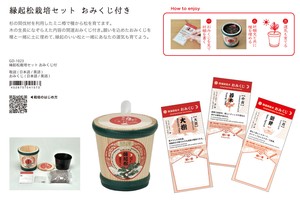 縁起松栽培セット おみくじ付き（赤松）