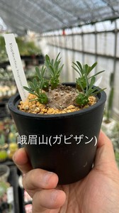 【希少品　ビザールプランツ】ユーフォルビア・峨眉山（ガビザン）　3号ポット苗