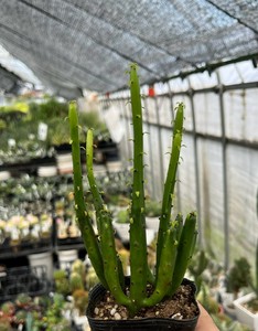 【希少品･多肉植物･ビザールプランツ】ユーフォルビア・オンコクラータ2.5号苗