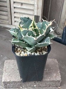 【多肉植物 ドライガーデン　希少品種】アガベ・チタノタ白鯨　4.5号苗　3号苗