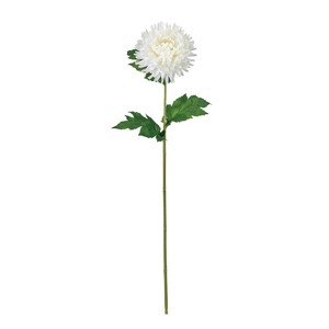 【2025年25SS新作】MAGIQ　ひまり菊 ＃1ホワイト  FM001865-001