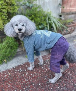 NonアンドonPO（犬服）