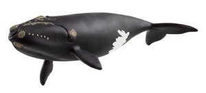 シュライヒ フィギュア 14878 タイセイヨウセミクジラ 動物 ワイルドライフ