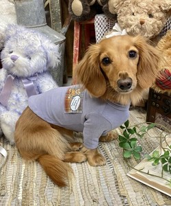 ASベアあったかTT（犬服）