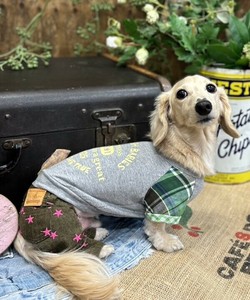 N2025cheersT（犬服）