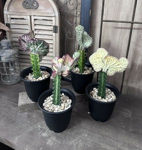 【珍奇植物　ビザールプランツ】ユーフォルビアマハラジャ　　4号ポット