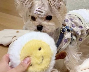 わんこのワクワクぬいぐるみ　4種　音
