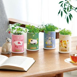 【聖新陶芸】育てるフレーバーハーブ 4種