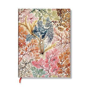 KITERA Notebook Anemone
