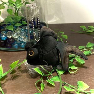 きんとと　出目金　B/C
