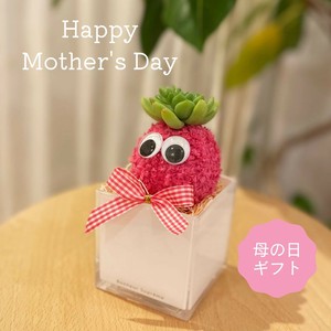 多肉植物　アートミズゴケ　インテリアプランツ　モスビー　プレゼント　癒し　母の日　アニマル　動物