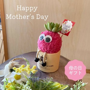 多肉植物　アートミズゴケ　インテリアプランツ　モスビー　プレゼント　癒し　母の日　アニマル　動物