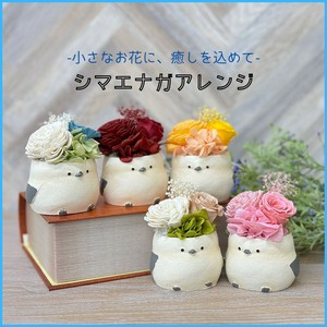 シマエナガ フラワーアレンジ  フラワーギフト プリザーブドフラワー 母の日