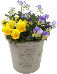 2025年秋入荷　ウィッチフォード　植木鉢　《ビオラポット アッシュ》6.5号鉢相当 Viola Pot Ash