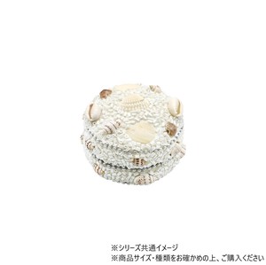 ビーズラウンドボックス シェル S 14924811430