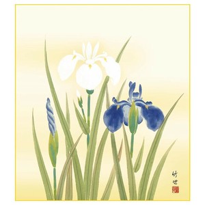 色紙 田村竹世  菖蒲 24.2×27.2cm K5-016B