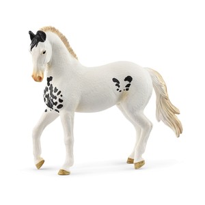 シュライヒ 14898 マルワリ（オス） 馬 インド ホースクラブ