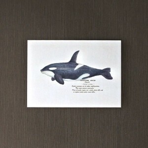Postcard killer whale