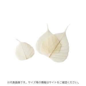 新涼木の葉 100枚入 L 萬洋