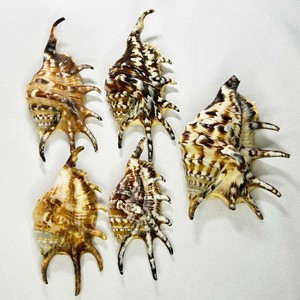 小七角螺 天然貝殻 かいら魚缸  造景 装飾工芸品 1点  LZW030