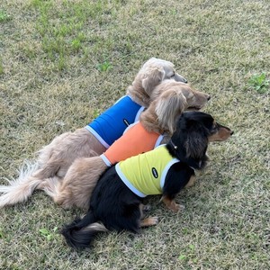 Dog Clothes Cropped Tank Top Cool Touch S/S