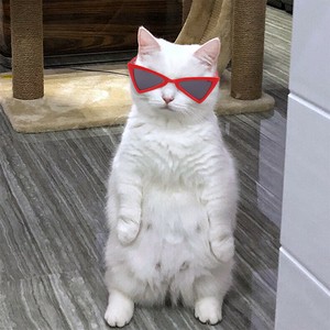 メガネ  犬猫 ペット用品       MBQ309