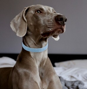 首輪 PU 犬猫 ペット用品  MBQ388