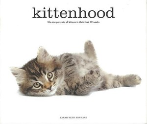 【洋書アウトレット】 kittenhood［動物］［どうぶつ］/インテリア/雑貨