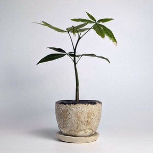 信乐烧 花盆 白色 日本制造