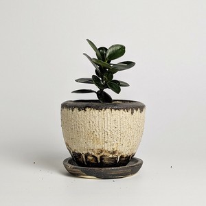 Shigaraki ware Pot/Planter Brown Made in Japan