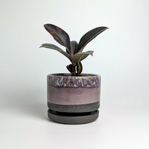 Shigaraki ware Pot/Planter Purple Made in Japan